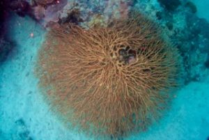 fan coral in palau with bentprop