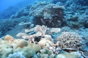 coral reef of palau