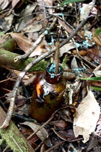 old medicinal bottle filled with goo in the jungles of palau