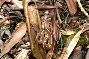 palau snake in the jungle