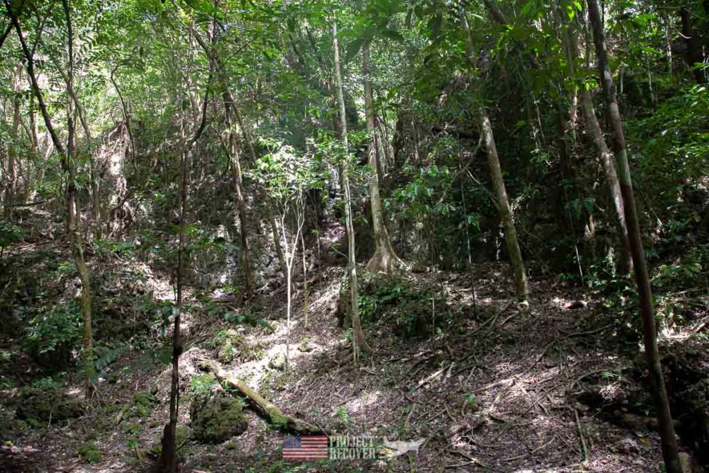 Jungle in Peleliu