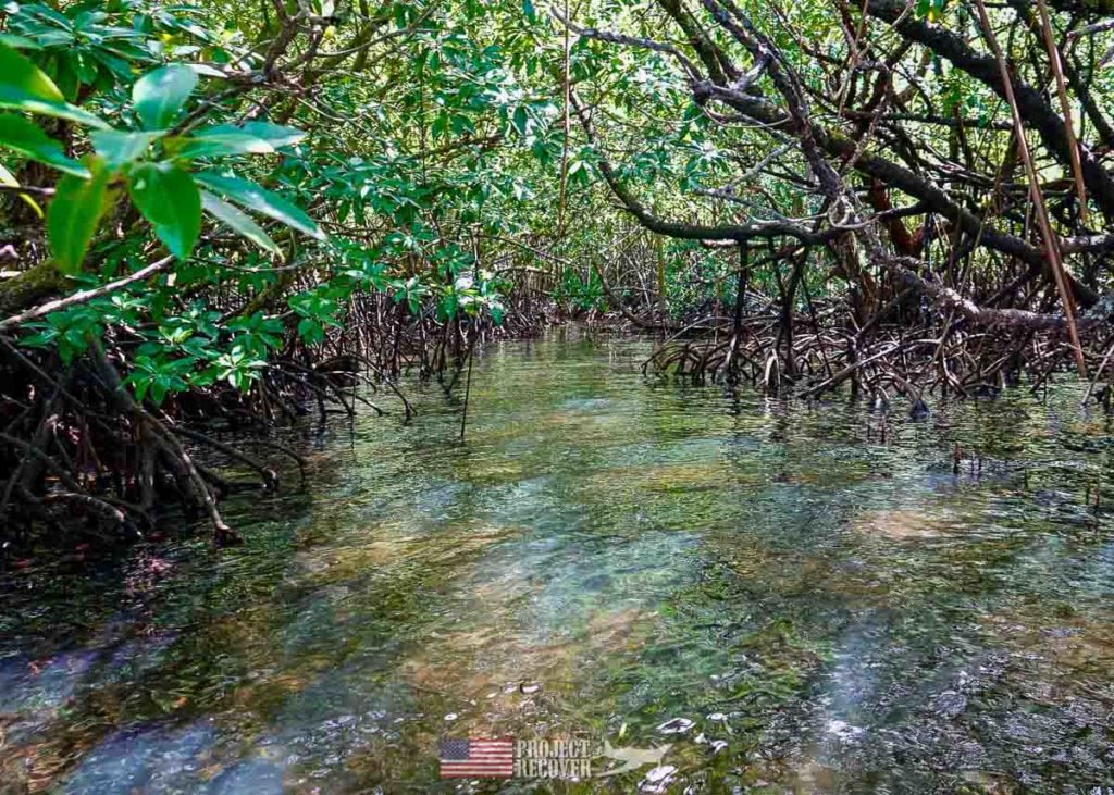 the palau mangroves